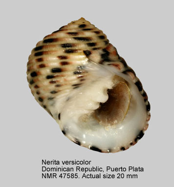 Nerita versicolor.jpg - Nerita versicolorGmelin,1791